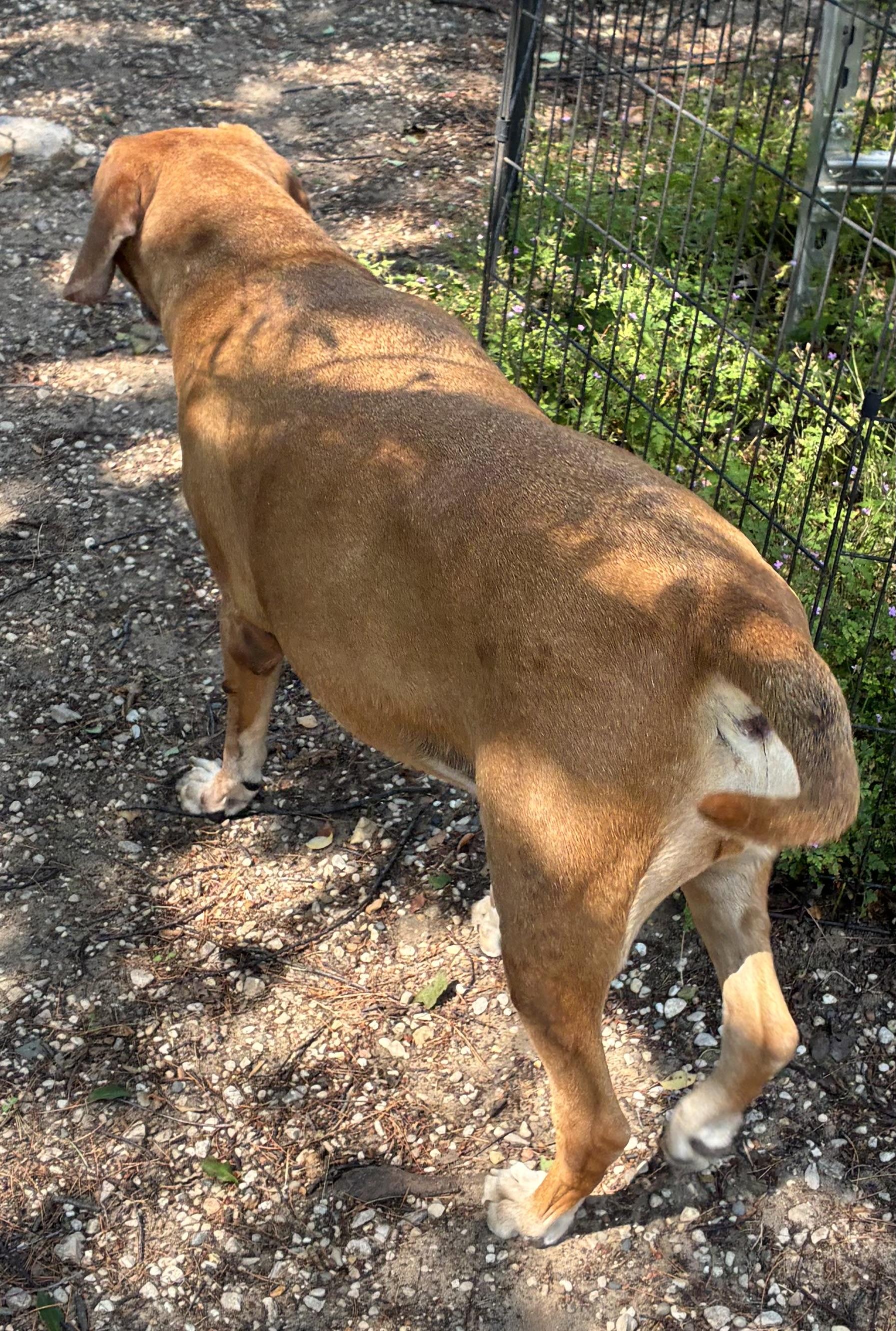 Piper, a ADOPTABLE Redbone Coonhound in Kalkaska, MI image 2/5