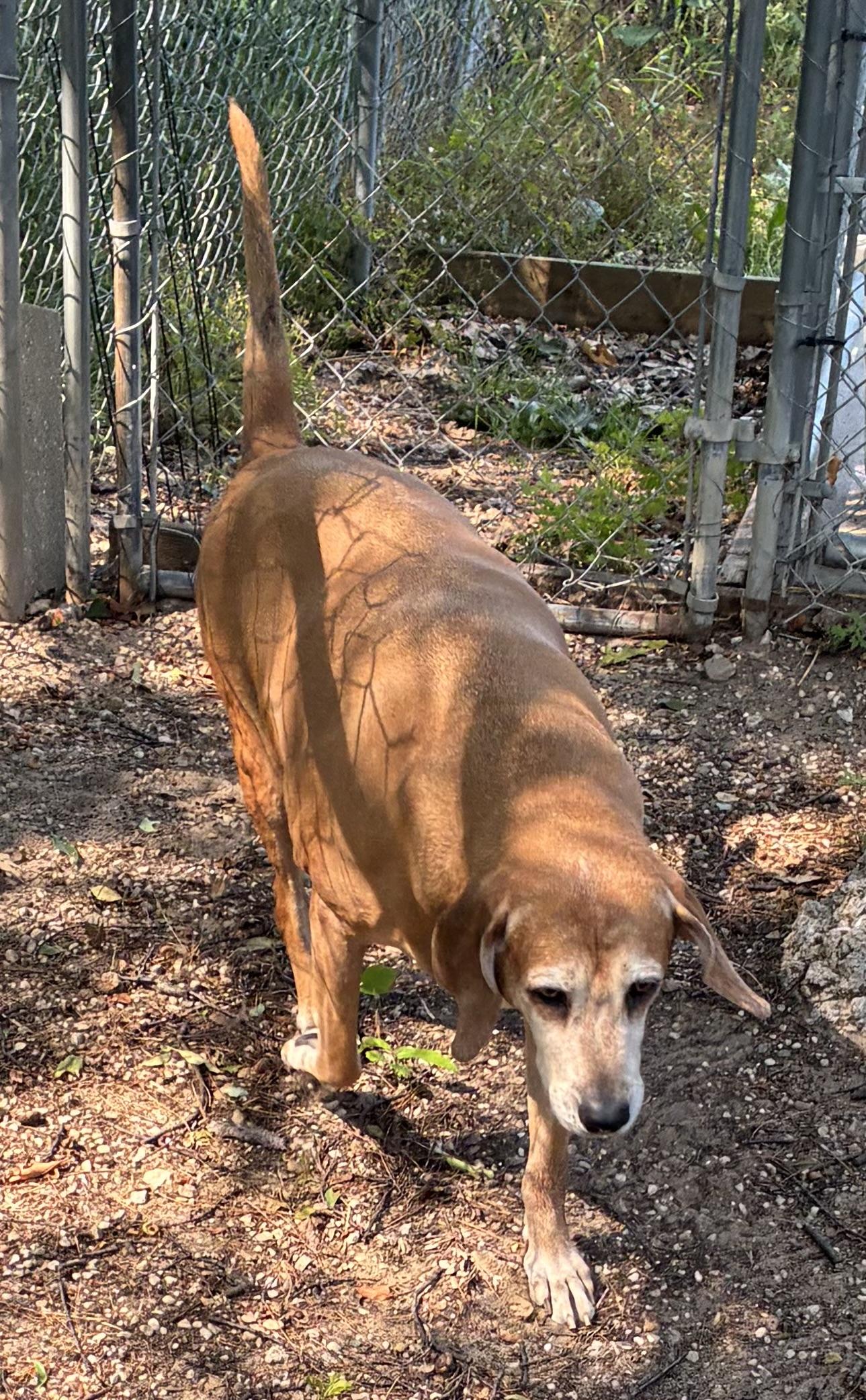 Piper, ADOPTABLE, Senior Female Redbone Coonhound.