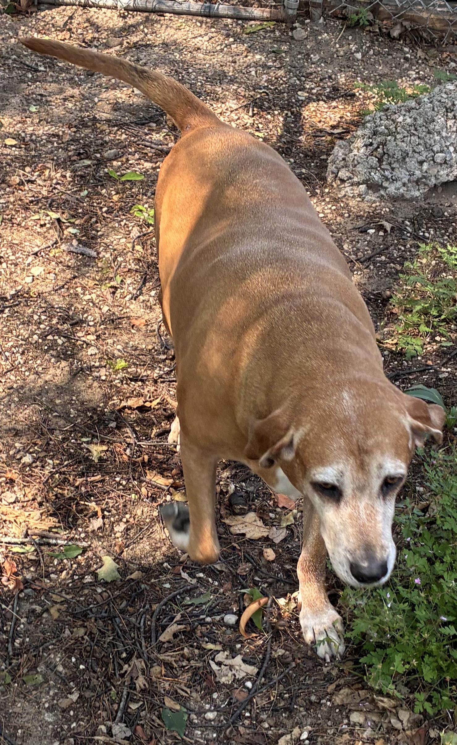 Piper, a ADOPTABLE Redbone Coonhound in Kalkaska, MI image 5/5