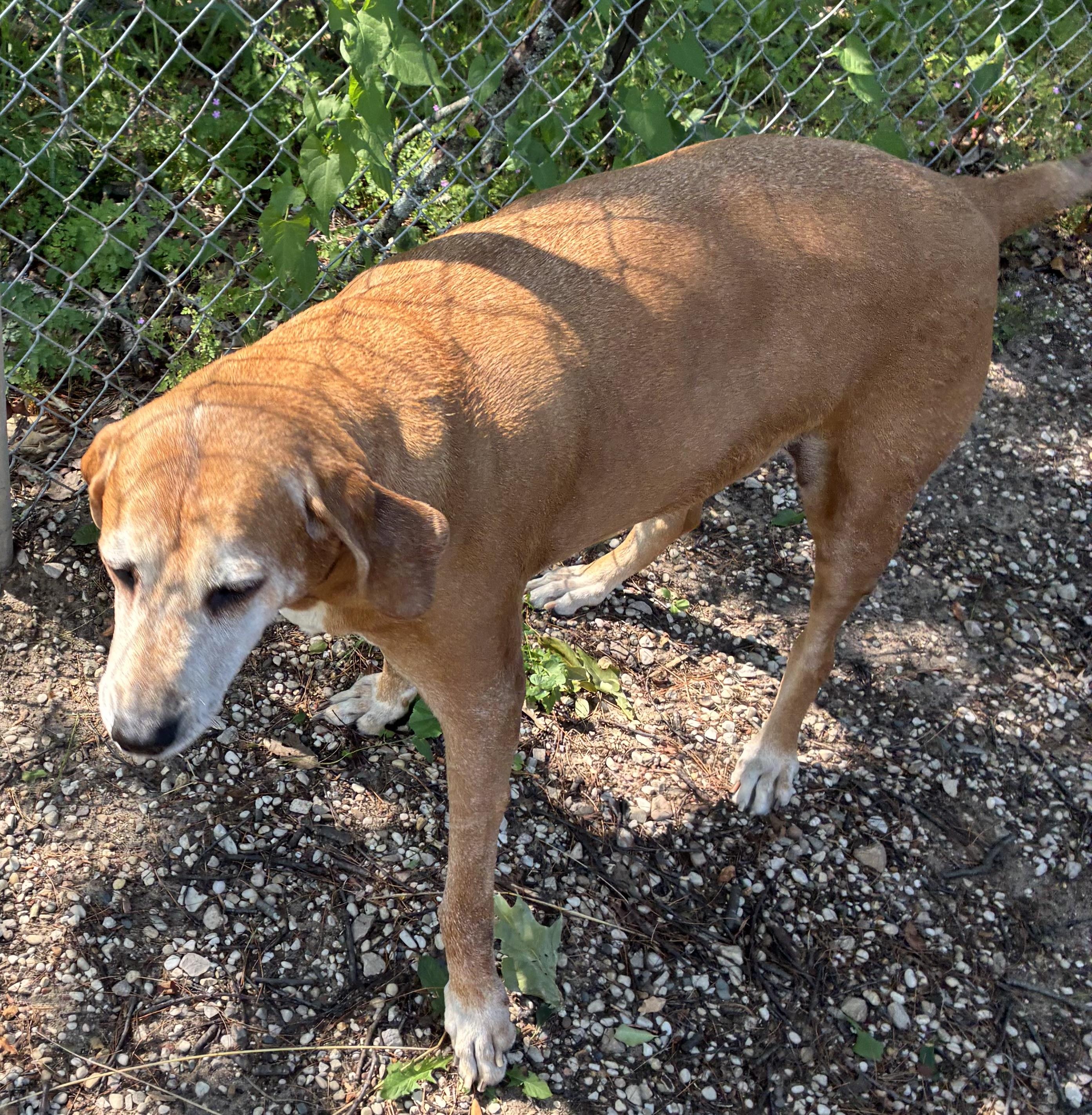 Piper, a ADOPTABLE Redbone Coonhound in Kalkaska, MI image 4/5