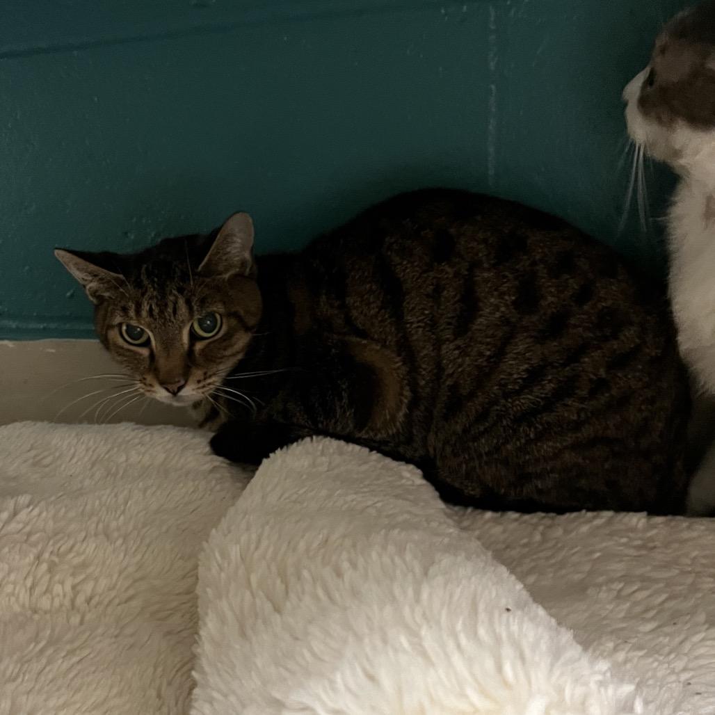 Pear (16), Adoptable, Senior Male Domestic Short Hair.