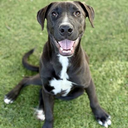 Enlarge Carson, a Adoptable mixed breed in Red Bluff, CA image 2/3