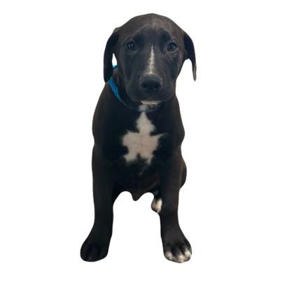 Enlarge Carson, a Adoptable mixed breed in Red Bluff, CA image 3/3