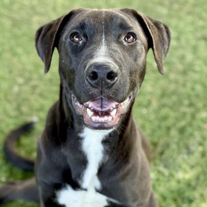 Enlarge Carson, a Adoptable mixed breed in Red Bluff, CA image 1/3