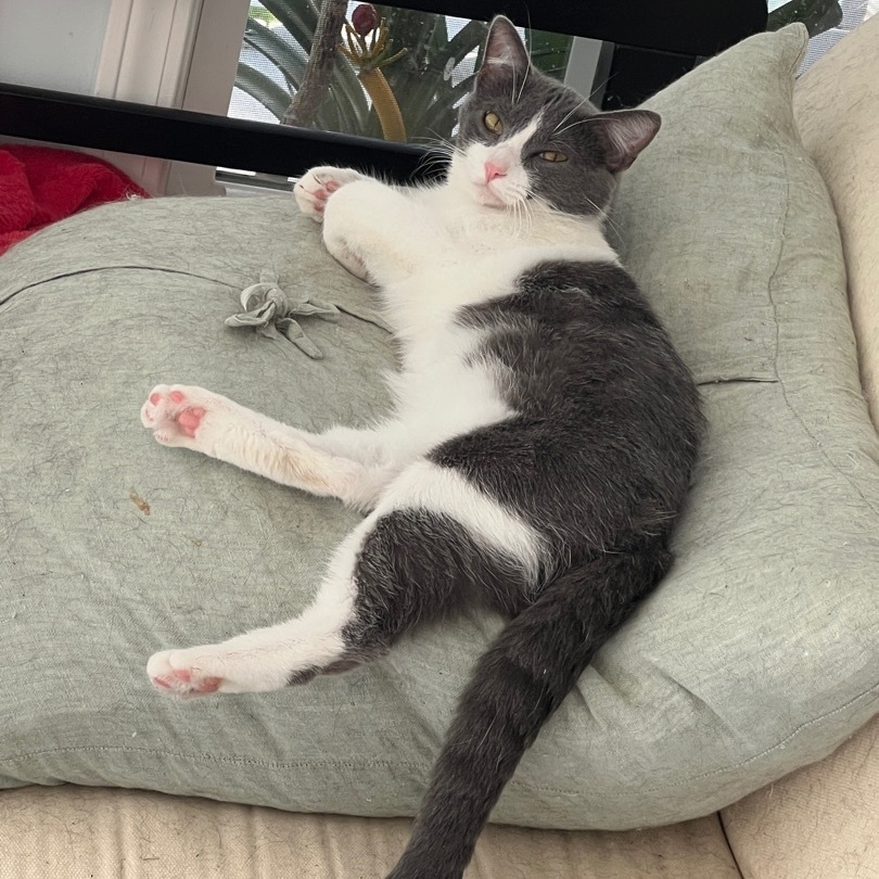 Gravy, a Adopted Domestic Short Hair in Beaufort, MO image 1/12