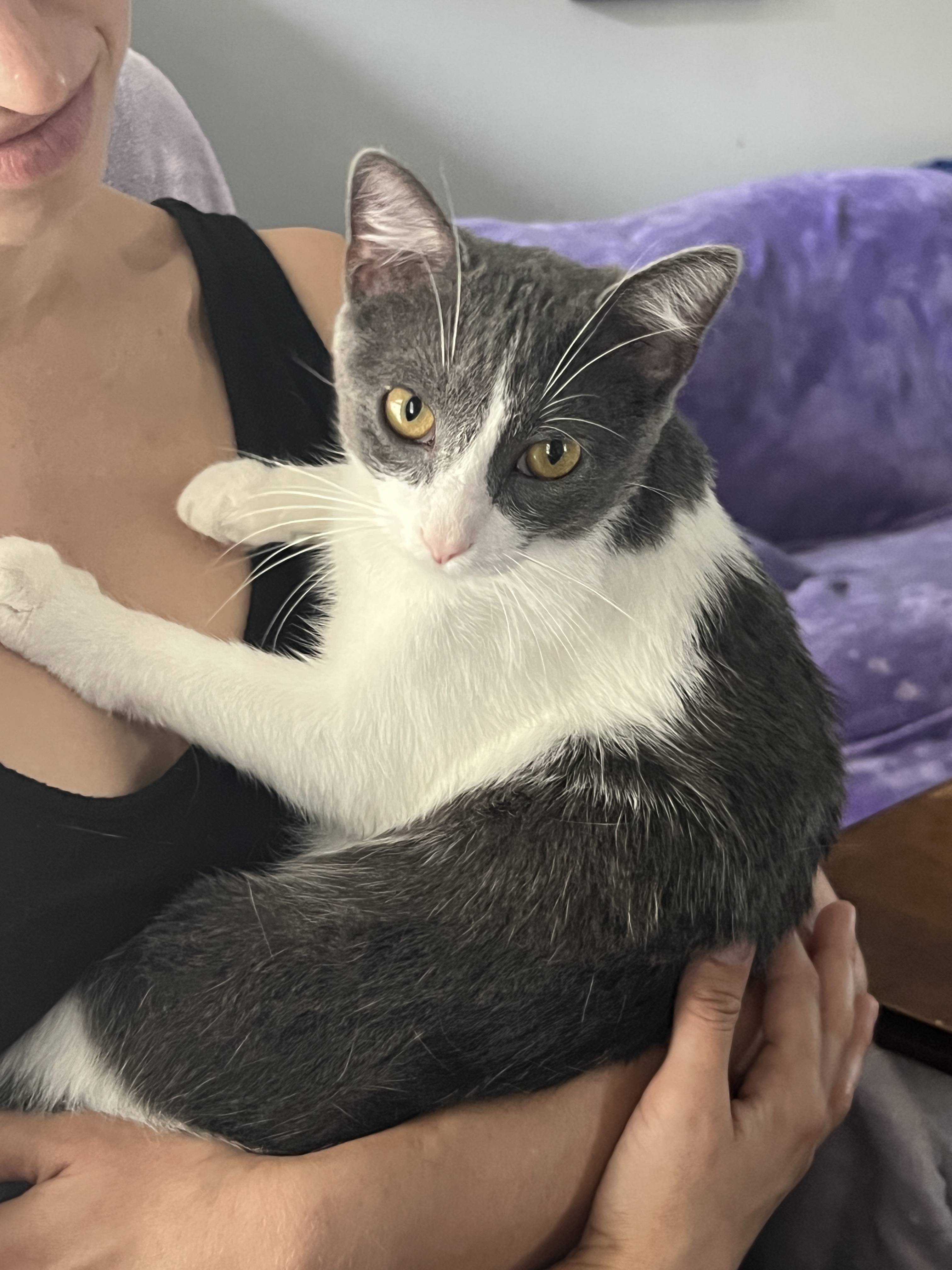 Gravy, a Adopted Domestic Short Hair in Beaufort, MO image 2/12