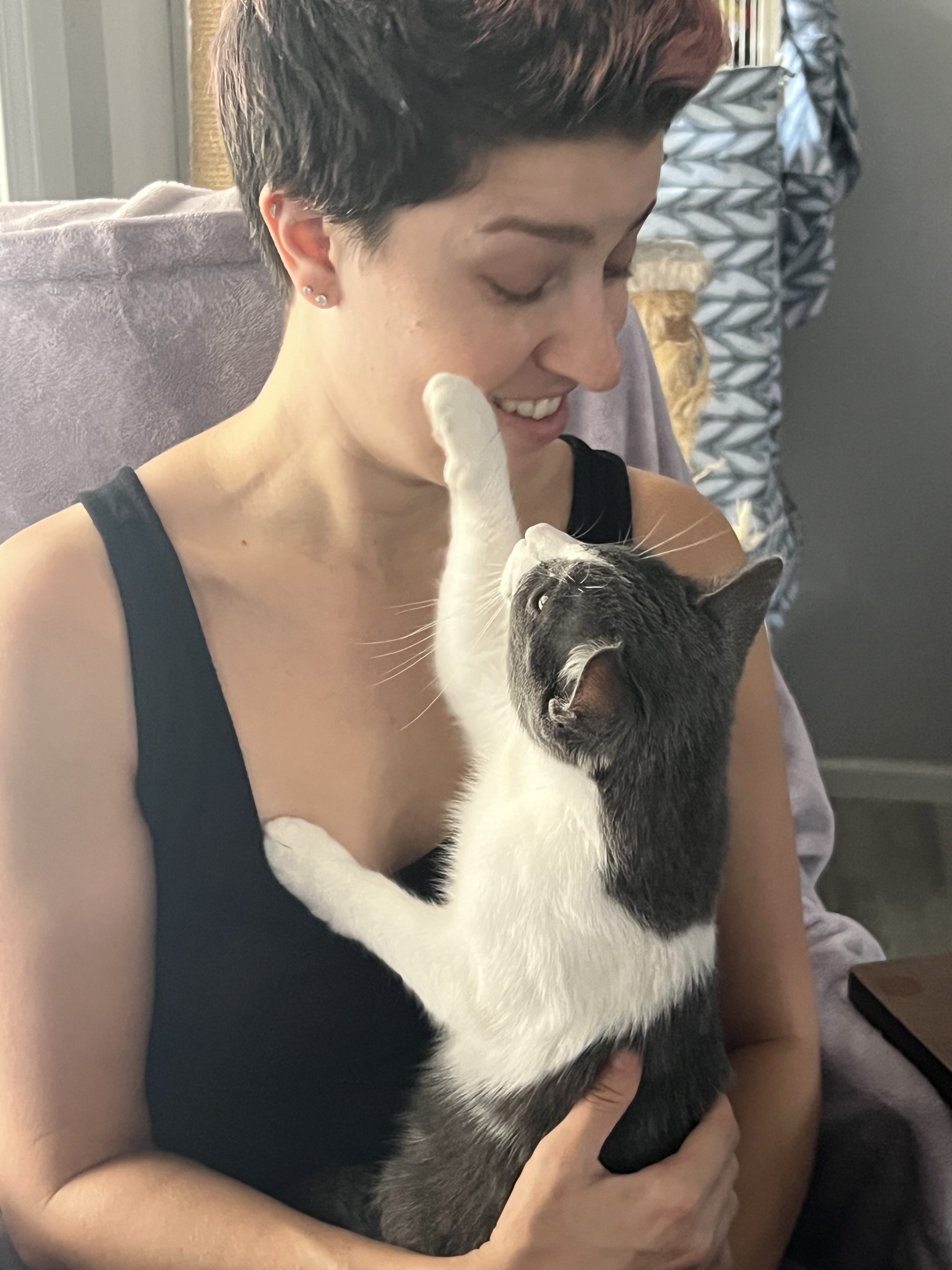 Gravy, a Adopted Domestic Short Hair in Beaufort, MO image 3/12