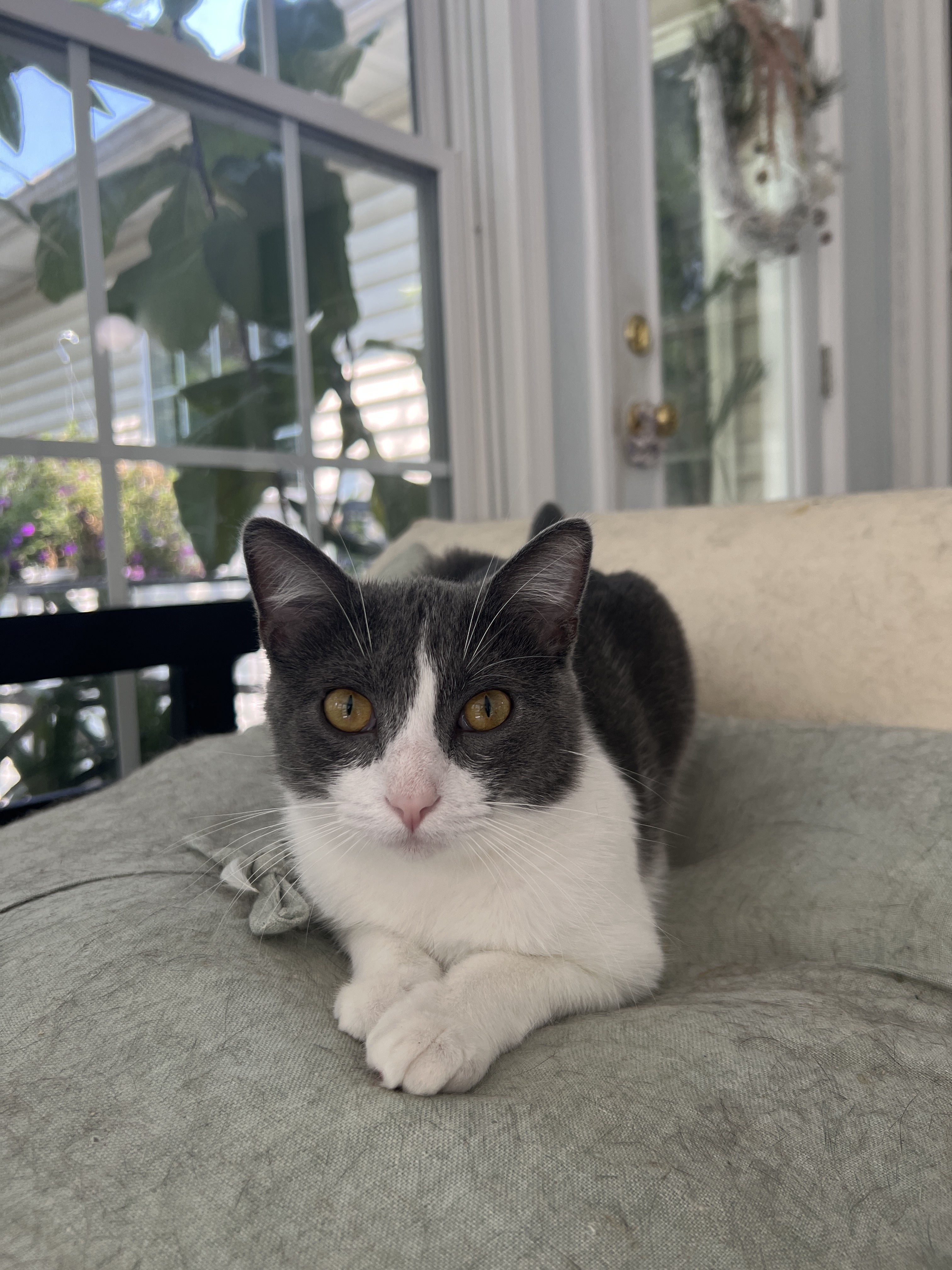 Gravy, a Adopted Domestic Short Hair in Beaufort, MO image 4/12