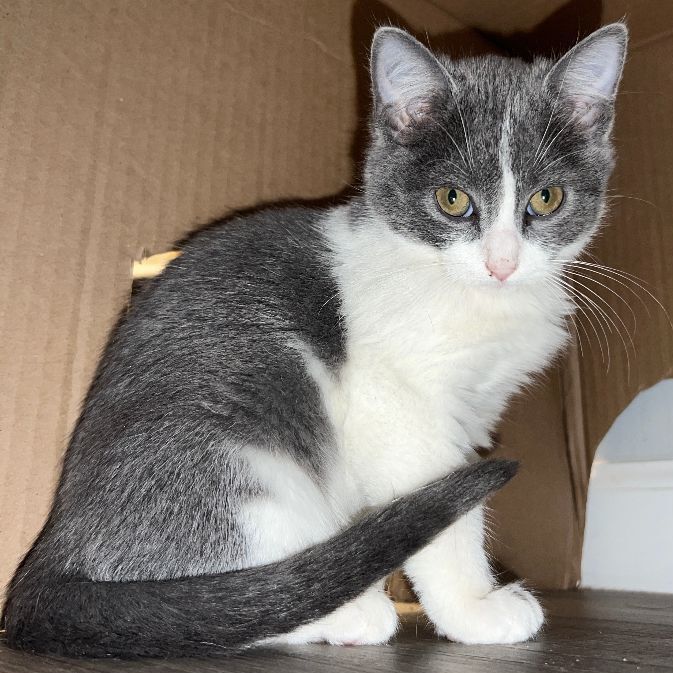 Gravy, a Adopted Domestic Short Hair in Beaufort, MO image 5/12