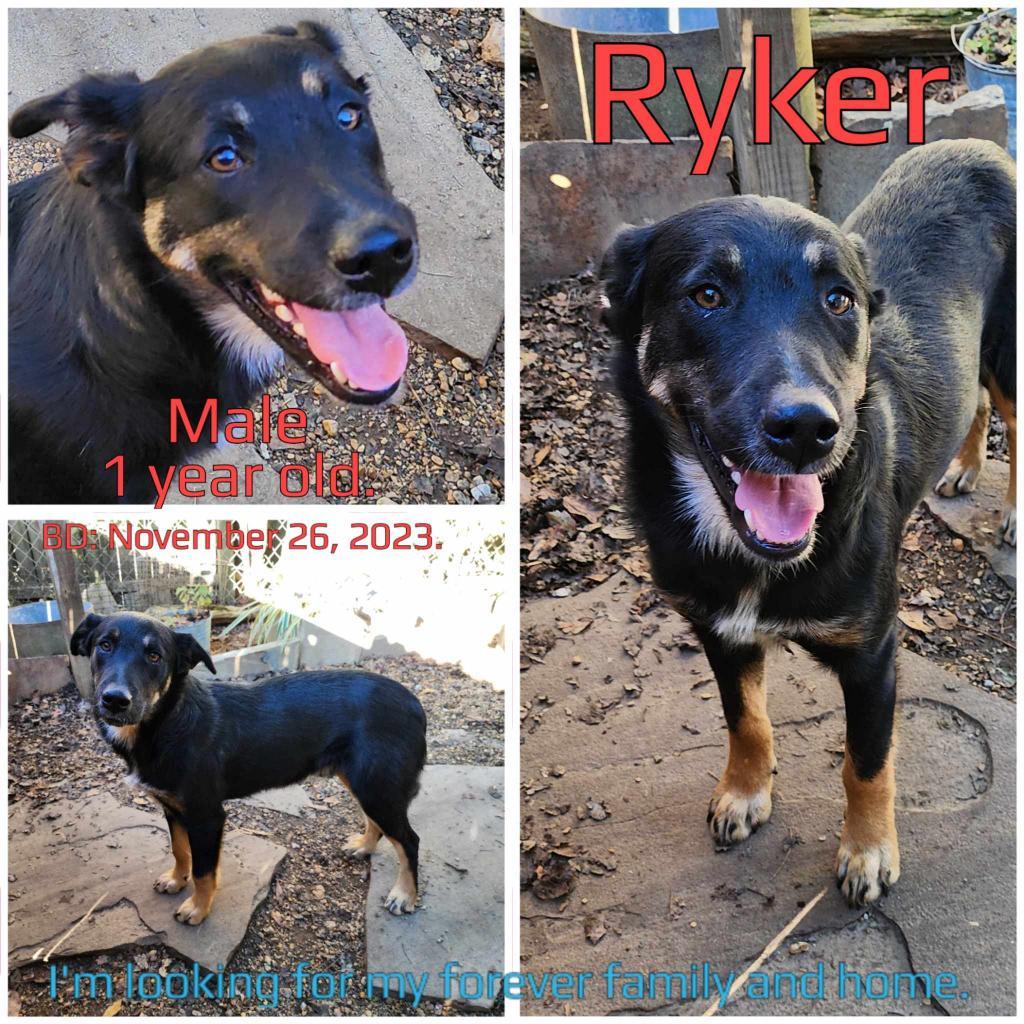 Ryker — thumbnail 2