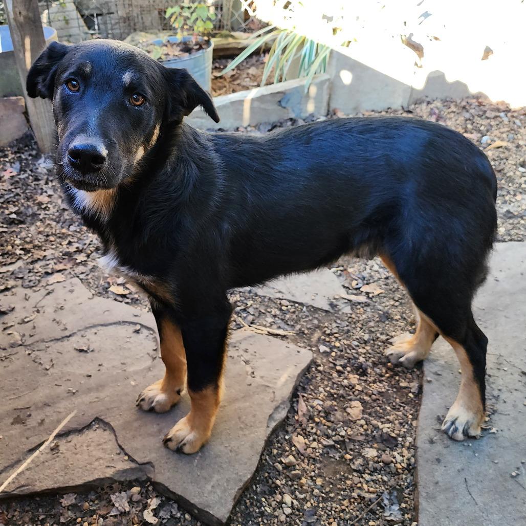 Ryker — thumbnail 3