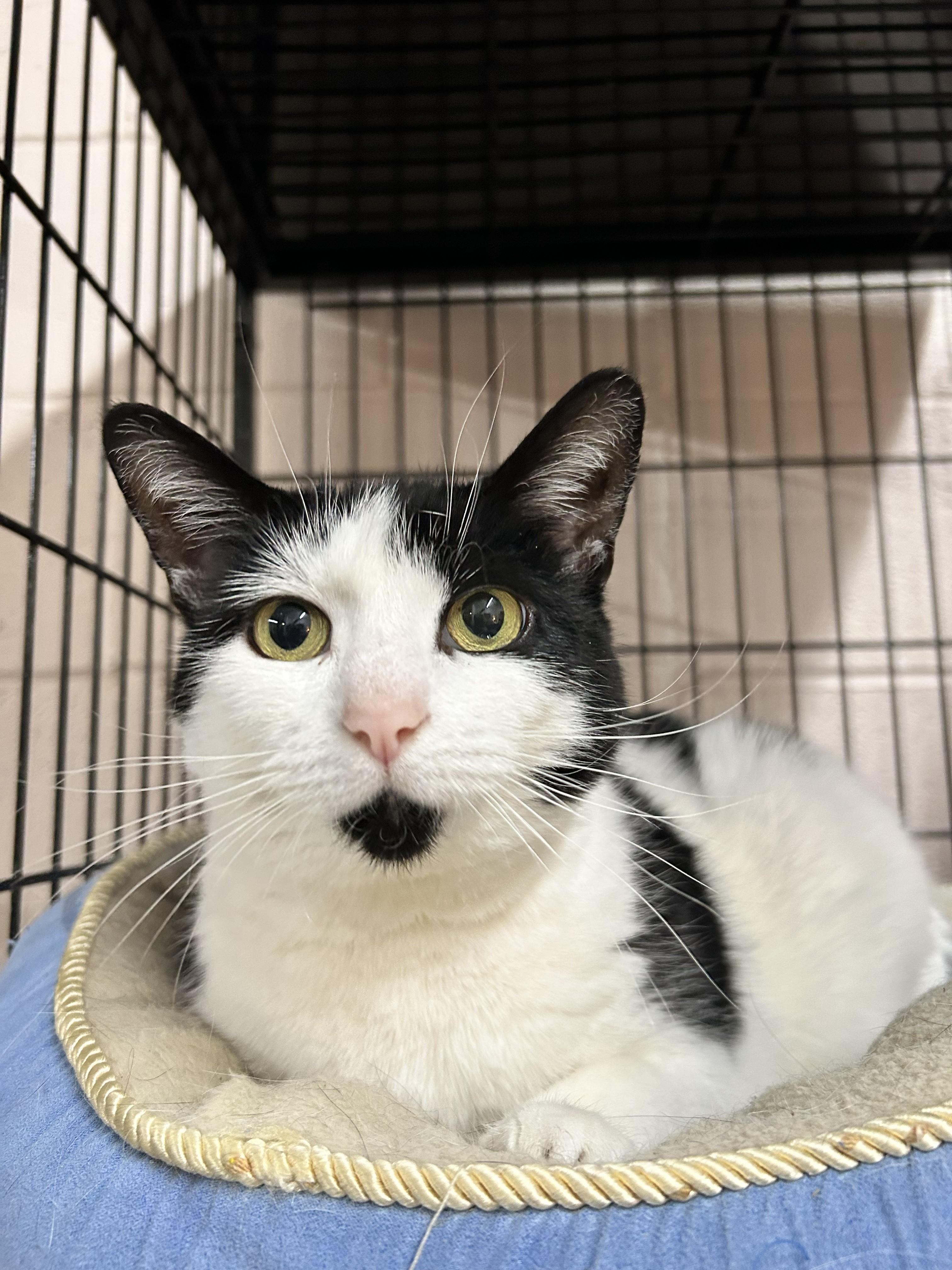 Rebecca, ADOPTABLE, Adult Female Domestic Short Hair.