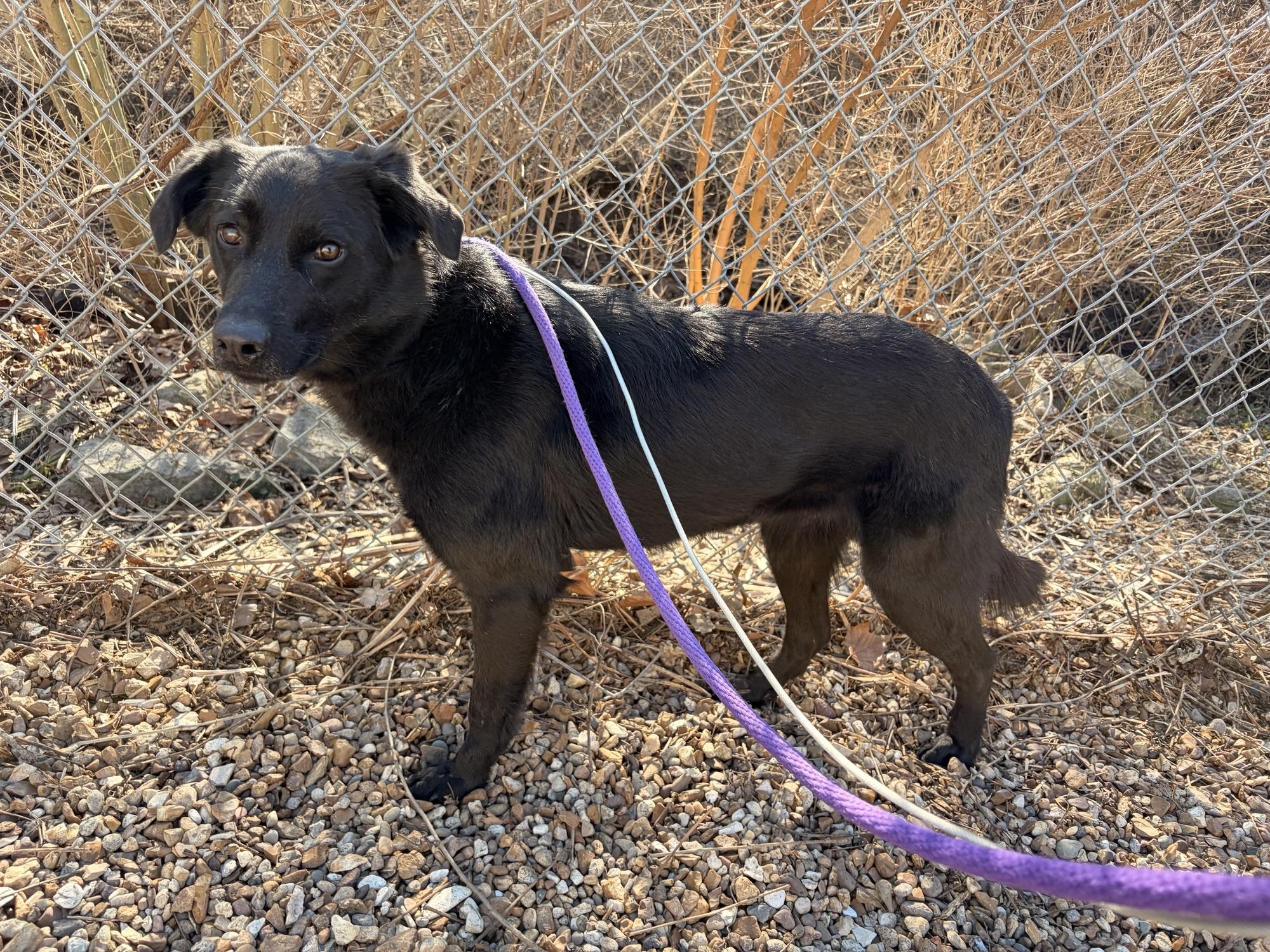 Enlarge Pablo, a ADOPTABLE mixed breed in Saint Charles, MO image 2/2