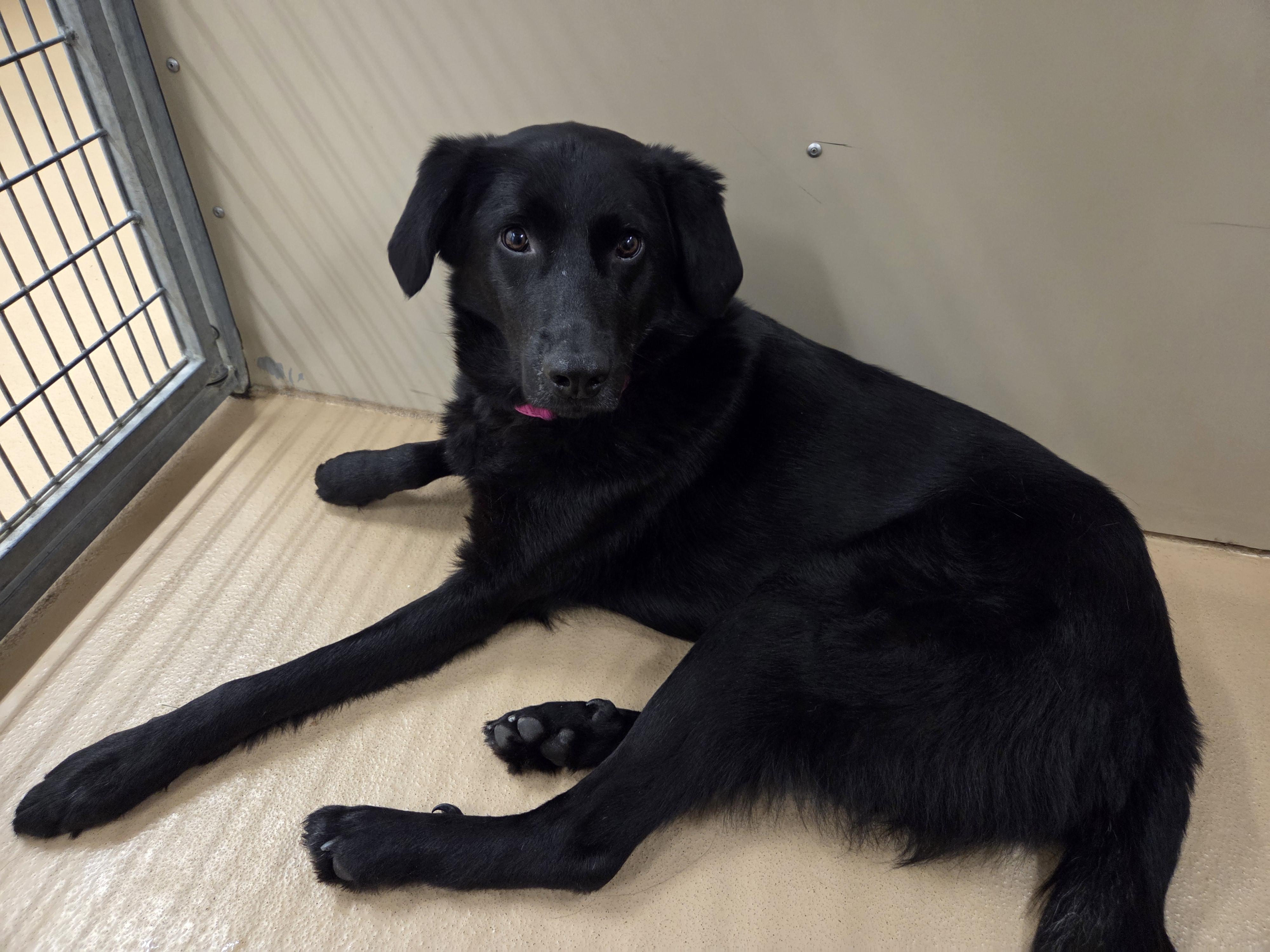 Enlarge Pablo, a ADOPTABLE mixed breed in Saint Charles, MO image 4/4