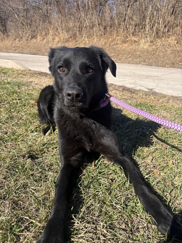 Enlarge Pablo, a ADOPTABLE mixed breed in Saint Charles, MO image 1/2