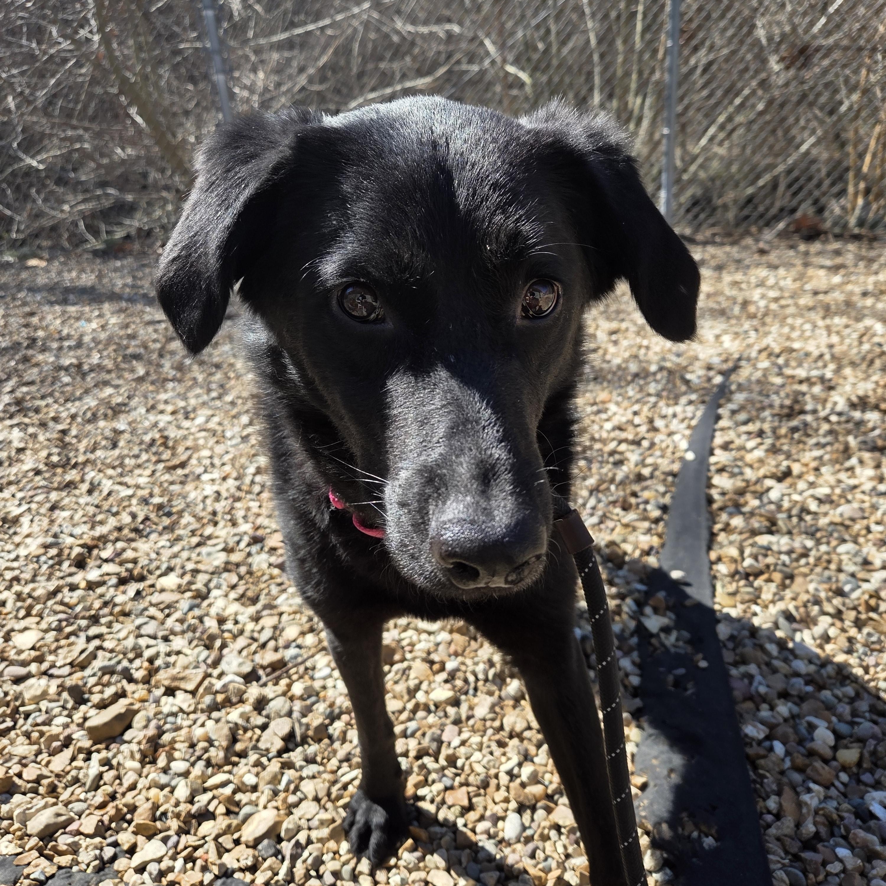 Enlarge Pablo, a ADOPTABLE mixed breed in Saint Charles, MO image 1/4