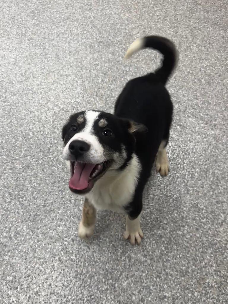 Mickey — thumbnail 2