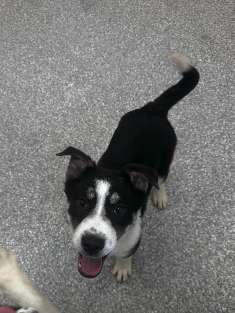 Mickey — thumbnail 3