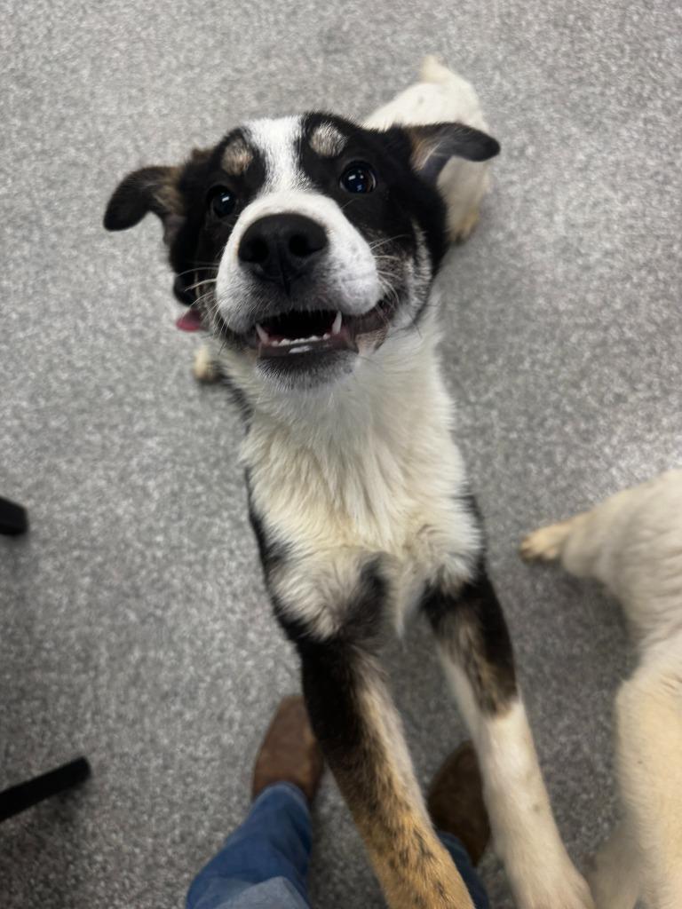 Mickey — thumbnail 4