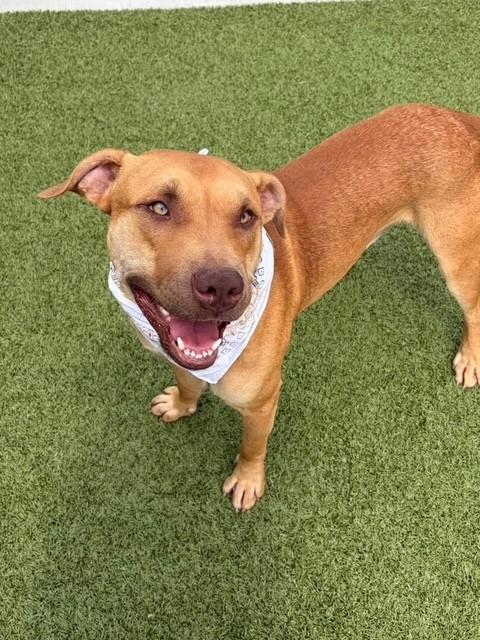 Hamster, ADOPTABLE, Adult Male Pit Bull Terrier.