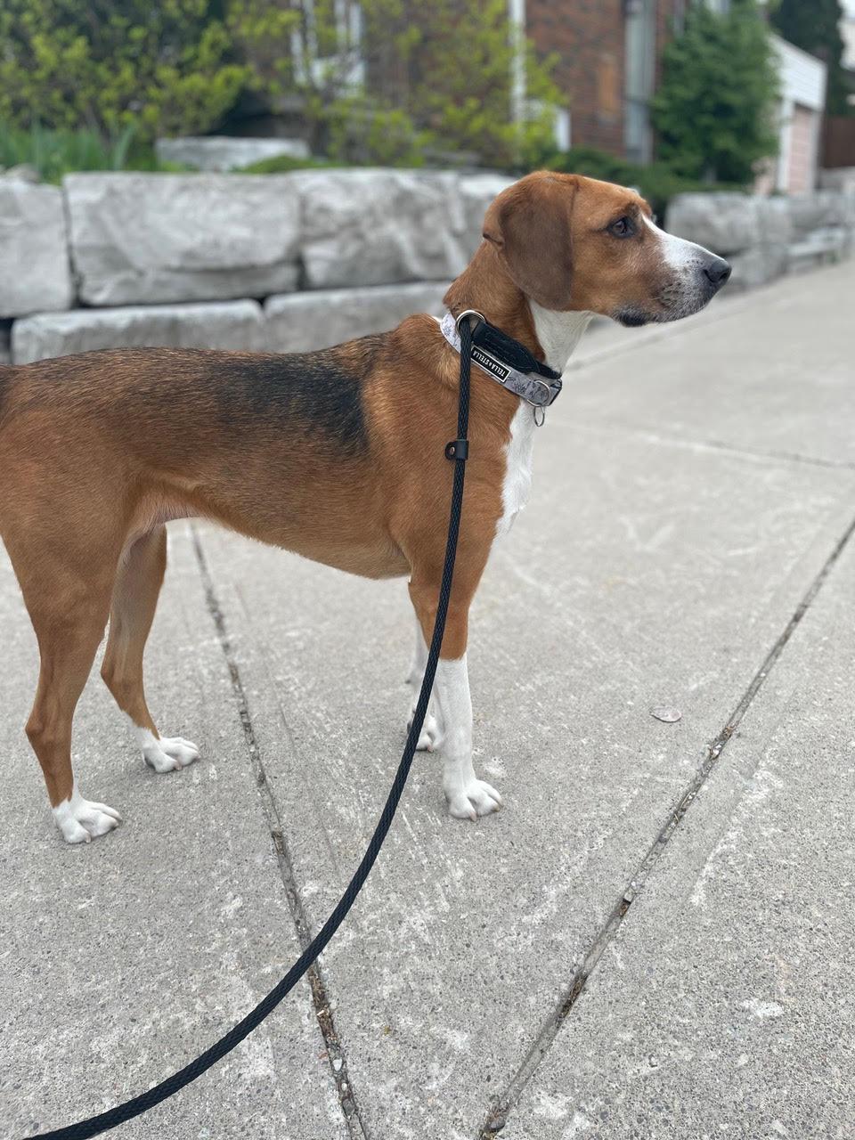 Coco, Adopted, Adult Female Foxhound.
