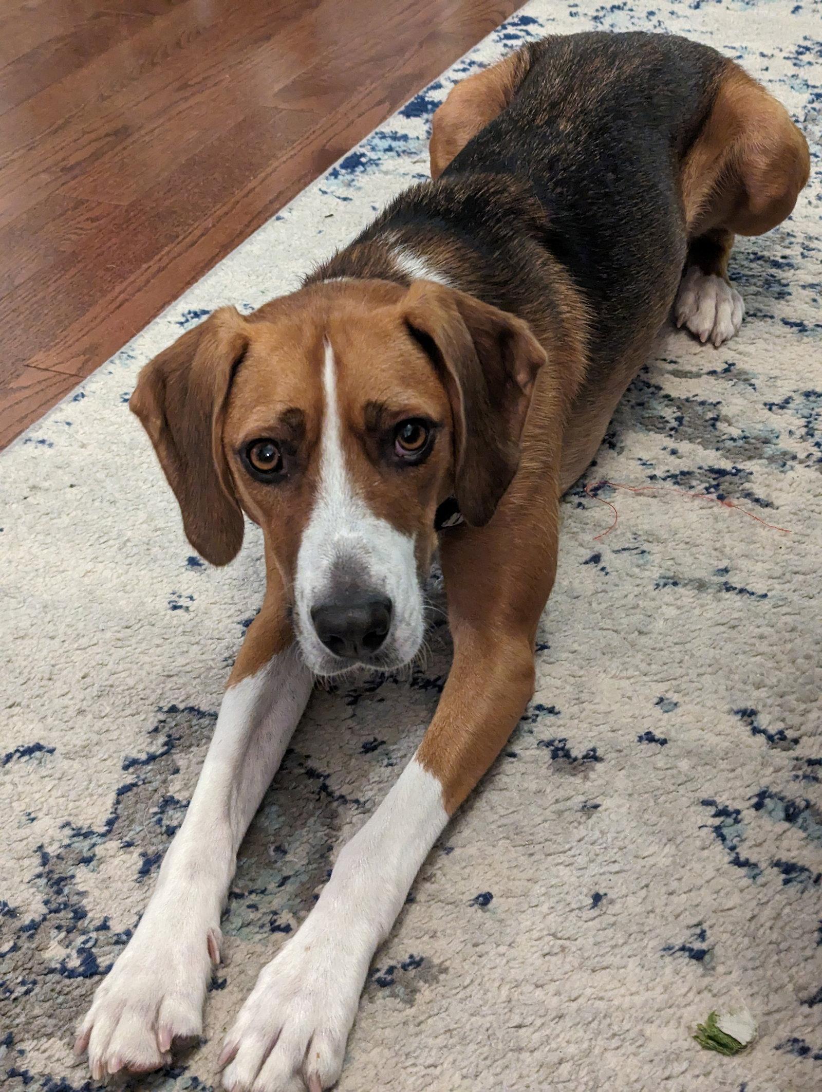 Coco, a Adopted Foxhound in Etobicoke, ON image 2/3