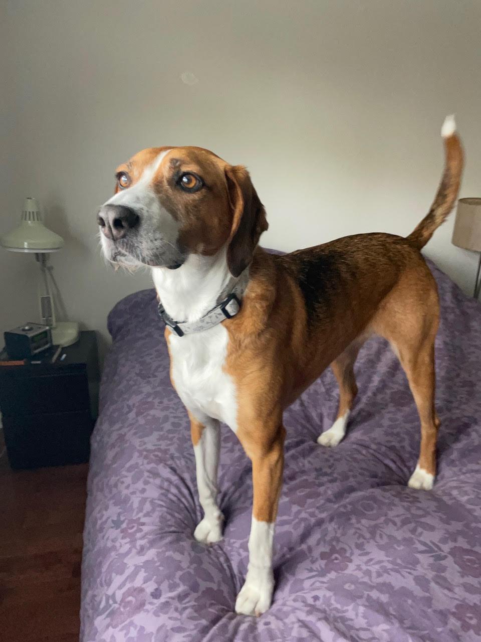 Coco, a Adopted Foxhound in Etobicoke, ON image 3/3