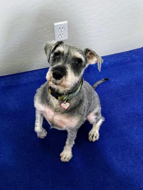 OZZIE, a Adoptable Miniature Schnauzer in Chandler, AZ image 1/2