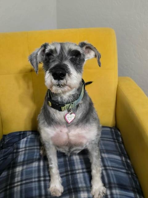 OZZIE, a Adoptable Miniature Schnauzer in Chandler, AZ image 2/2