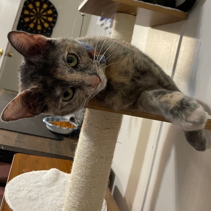 Enlarge Whiplash, a Adoptable mixed breed in Inez, TX image 3/6