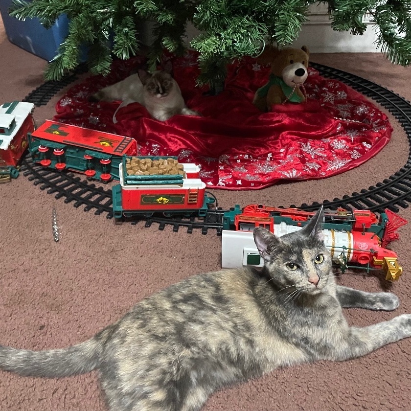 Enlarge Whiplash, a Adoptable mixed breed in Inez, TX image 4/6