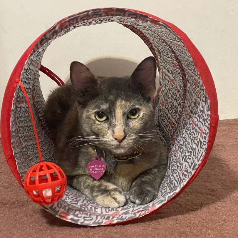 Whiplash, Adoptable, Adult Female Dilute Tortoiseshell & Siamese.