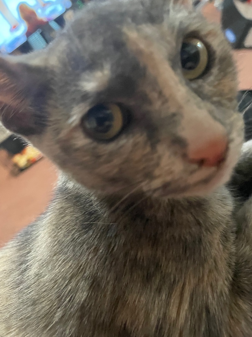 Enlarge Whiplash, a Adoptable mixed breed in Inez, TX image 5/6