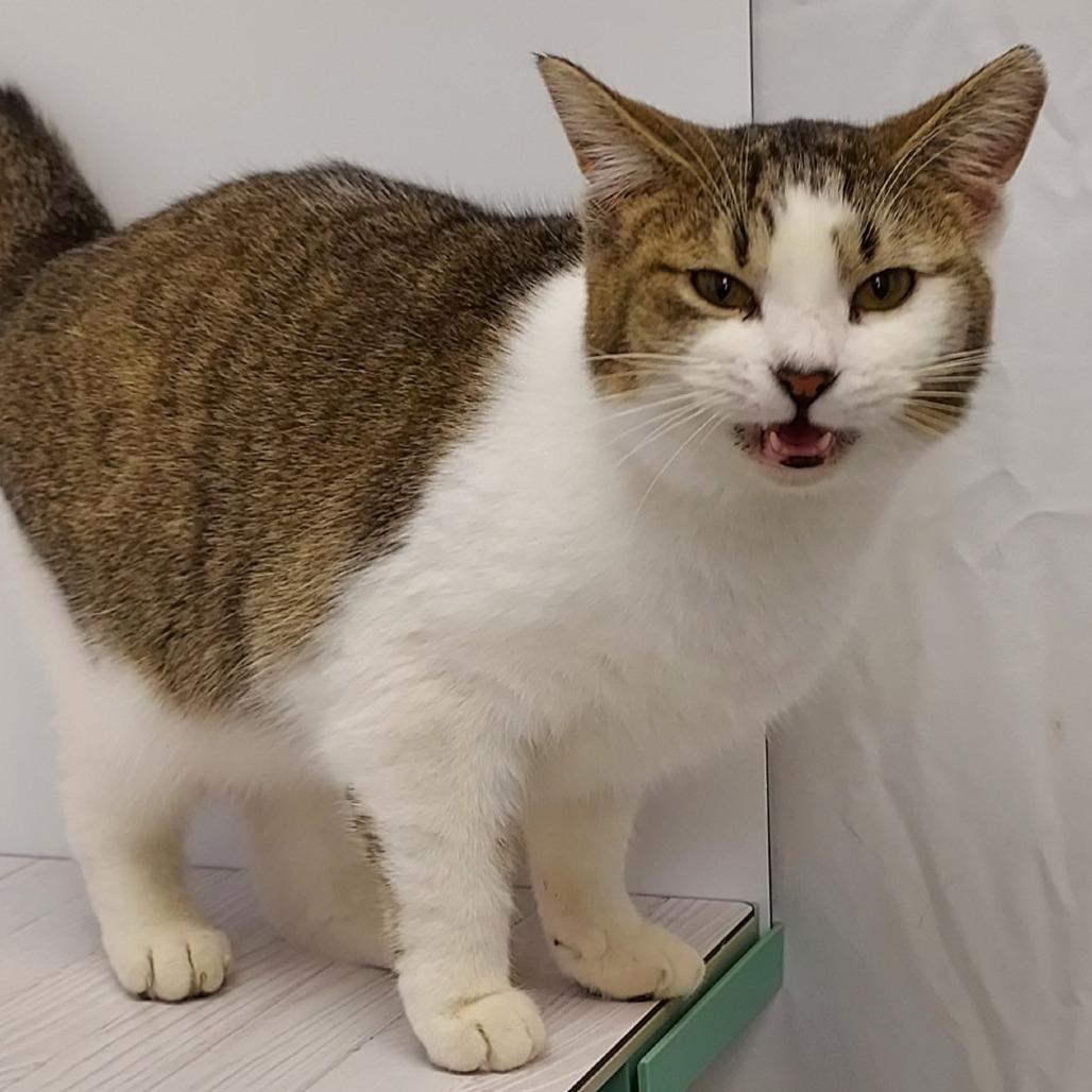 Jenna, Adoptable, Adult Female Domestic Short Hair.