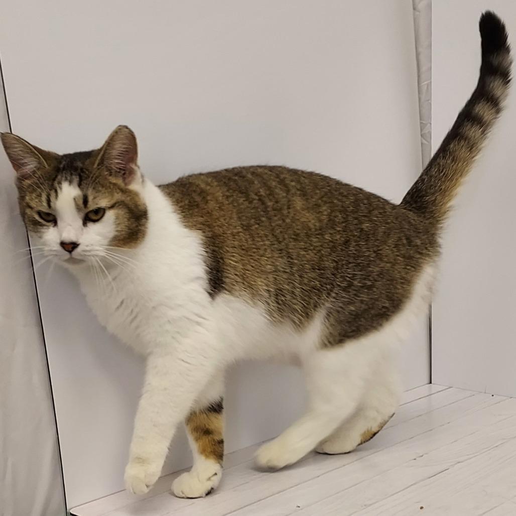 Jenna, a Adoptable Domestic Short Hair in Dayton, OH image 2/5