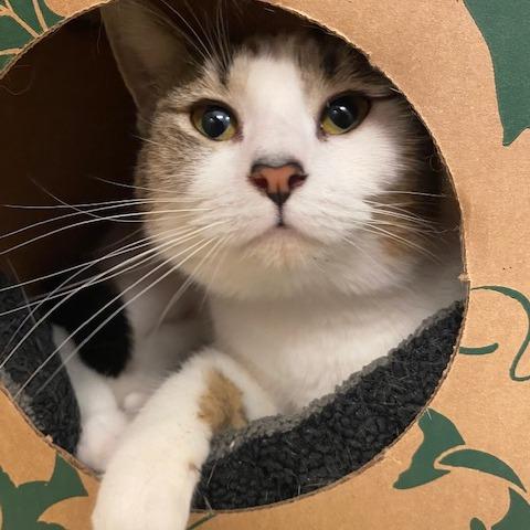 Jenna, a Adoptable Domestic Short Hair in Dayton, OH image 3/5