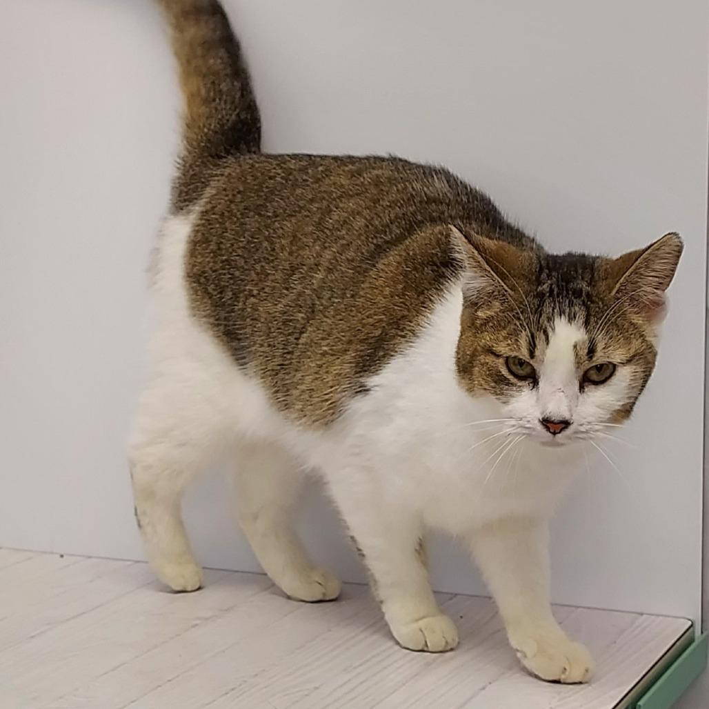 Jenna, a Adoptable Domestic Short Hair in Dayton, OH image 4/5