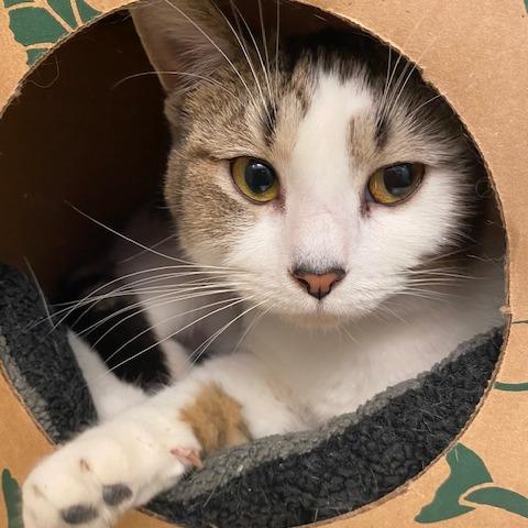 Jenna, a Adoptable Domestic Short Hair in Dayton, OH image 5/5