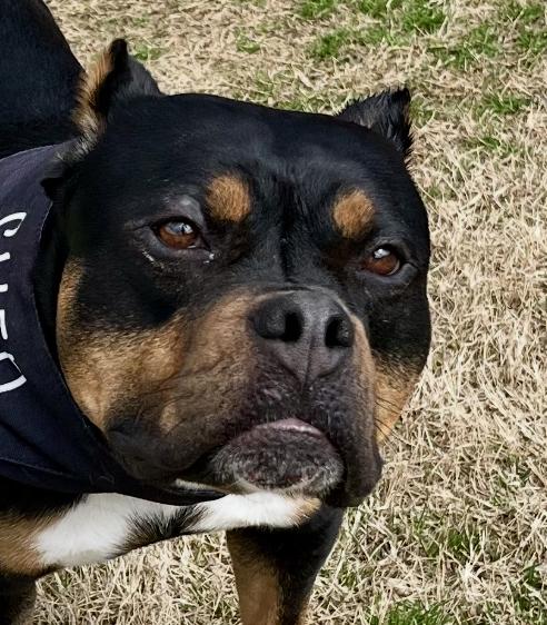 Cody — thumbnail 2