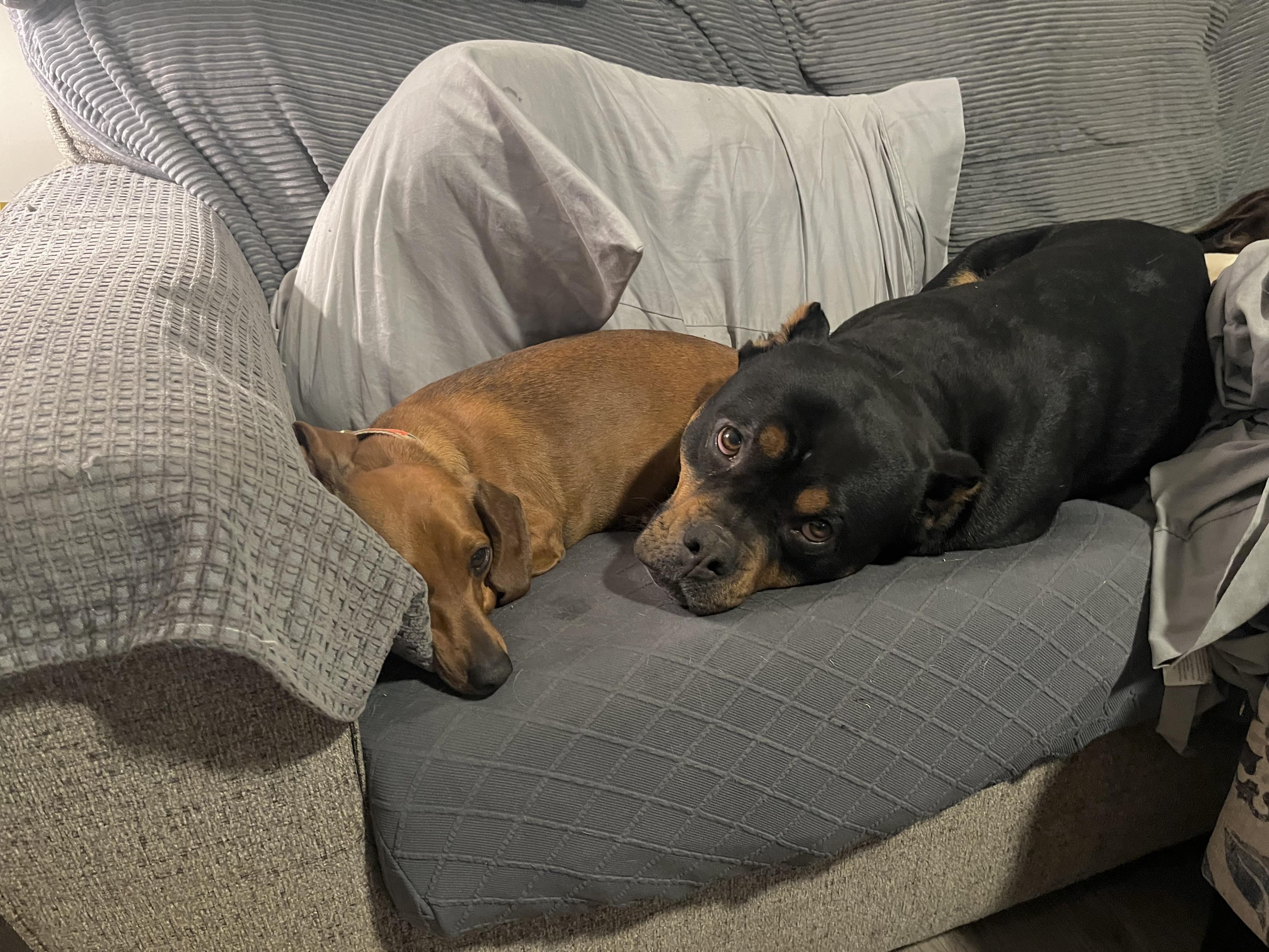 Cody — thumbnail 4