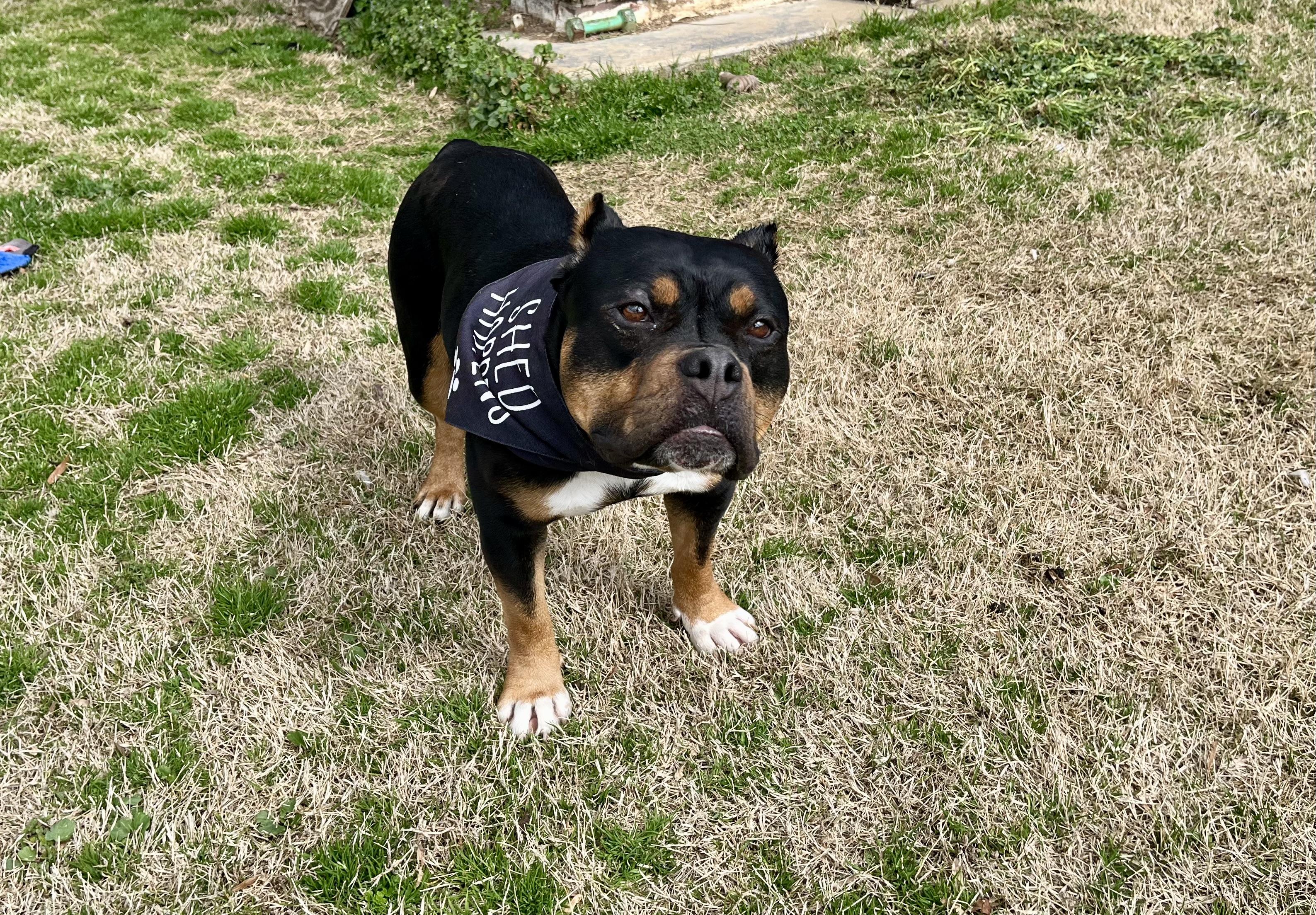 Cody — thumbnail 5