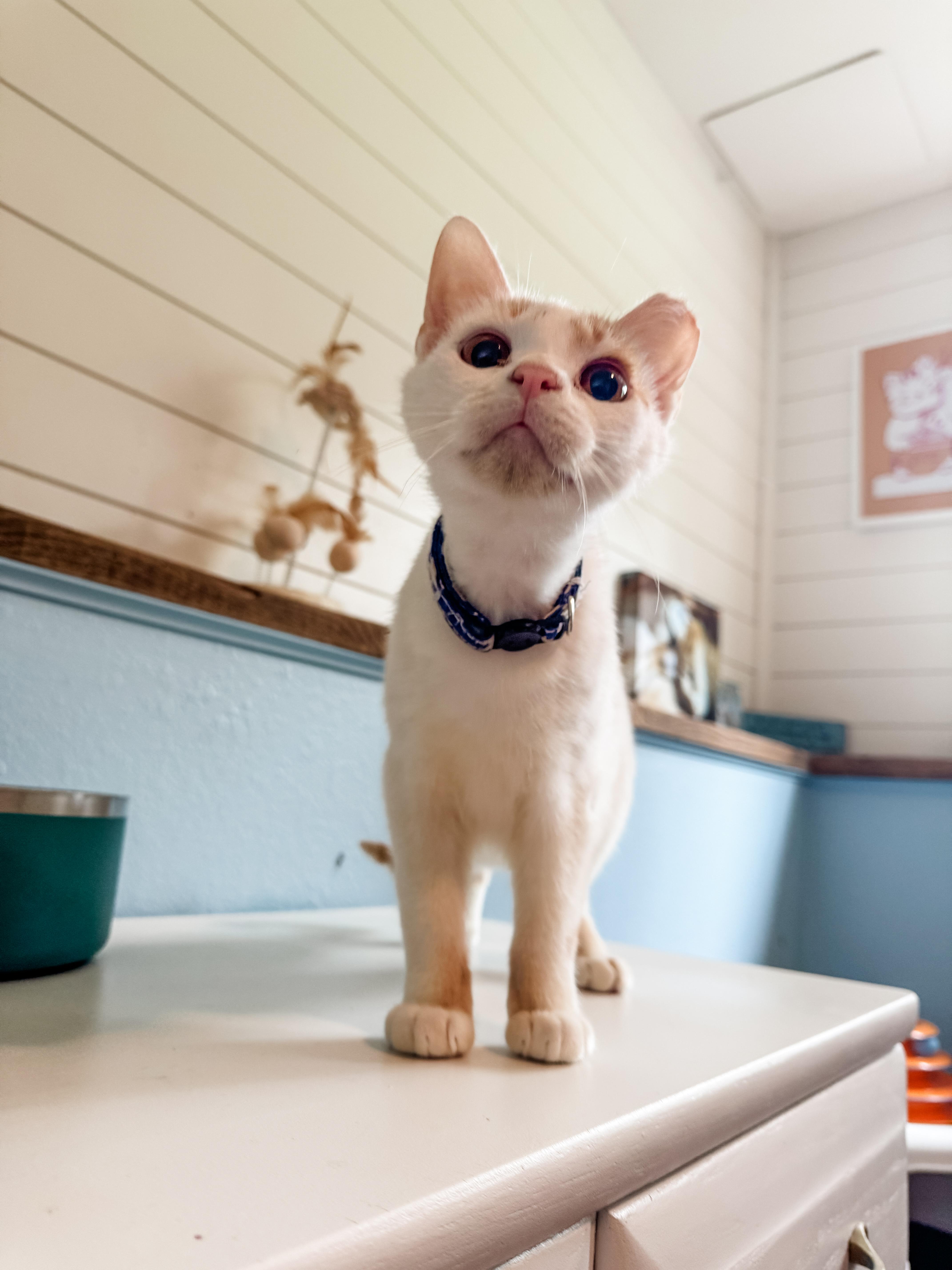 Torrent (Bonded w/May), Adoptable, Young Male Domestic Short Hair.