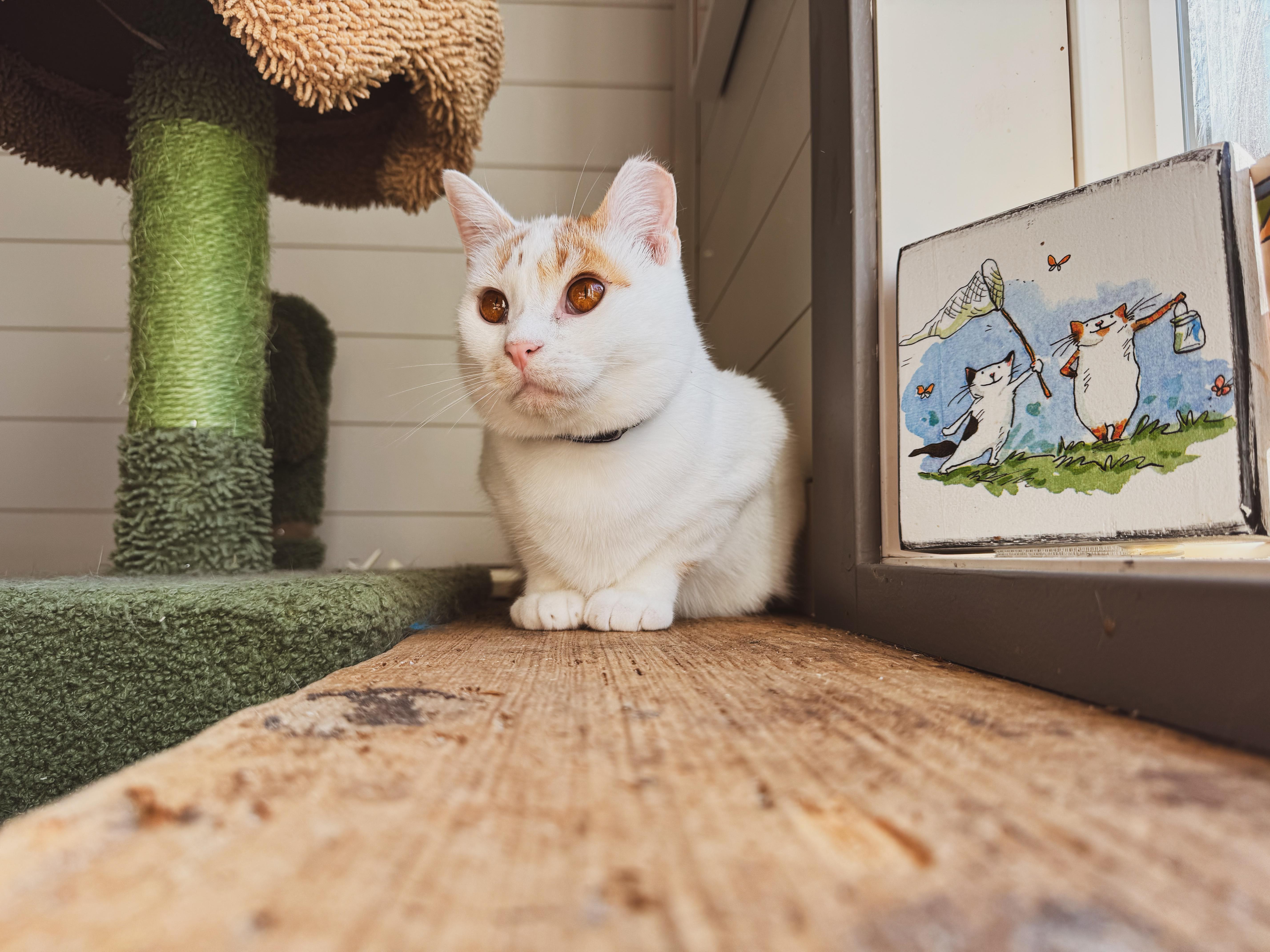 Enlarge Torrent (Bonded w/May), a Adoptable Domestic Short Hair in Sartell, MN image 1/3