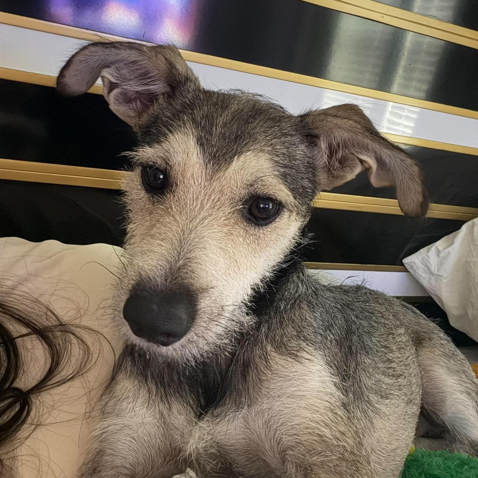 Enlarge Wingo, a Adoptable mixed breed in Warren, RI image 2/6