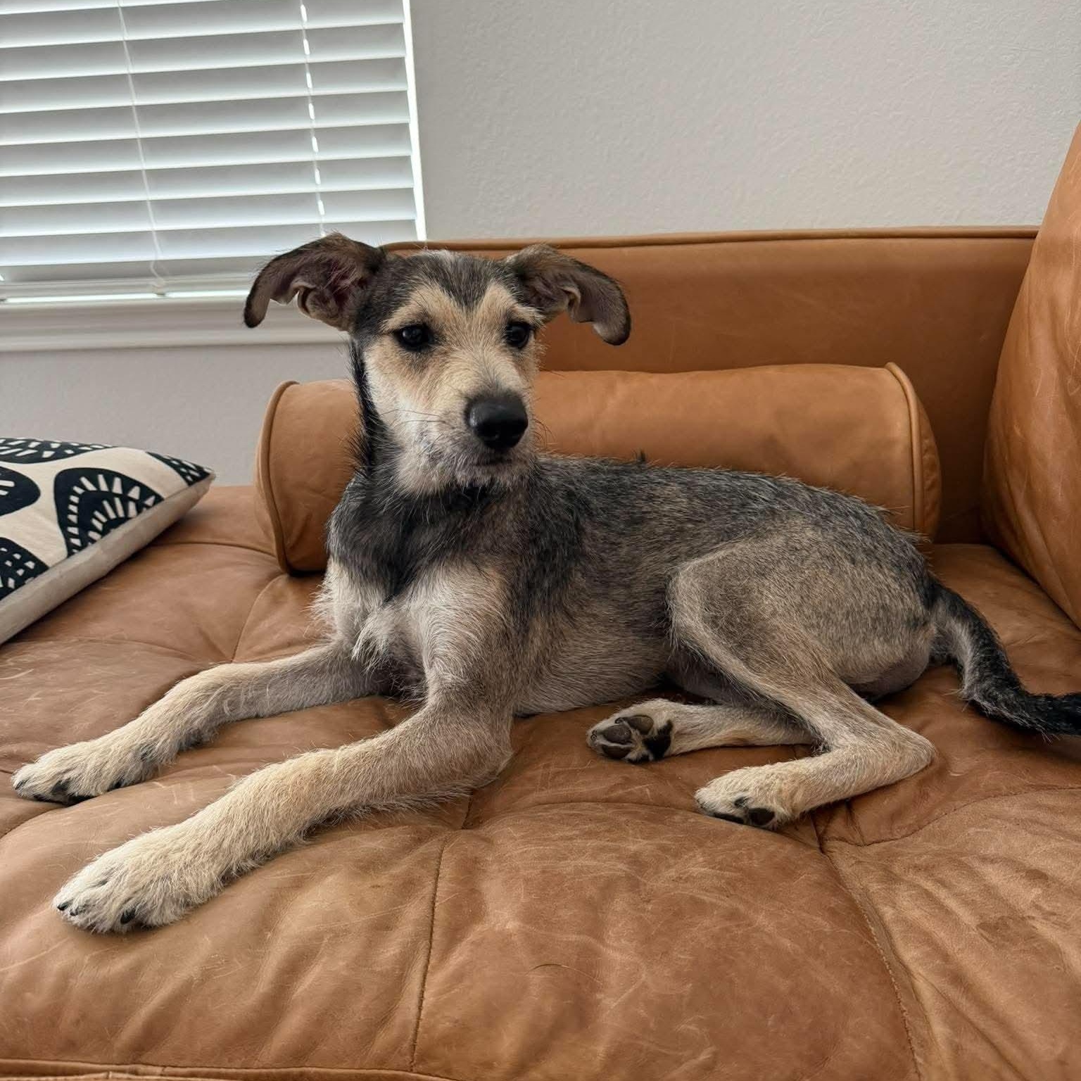 Wingo, Adoptable, Young Male Terrier & Miniature Schnauzer.