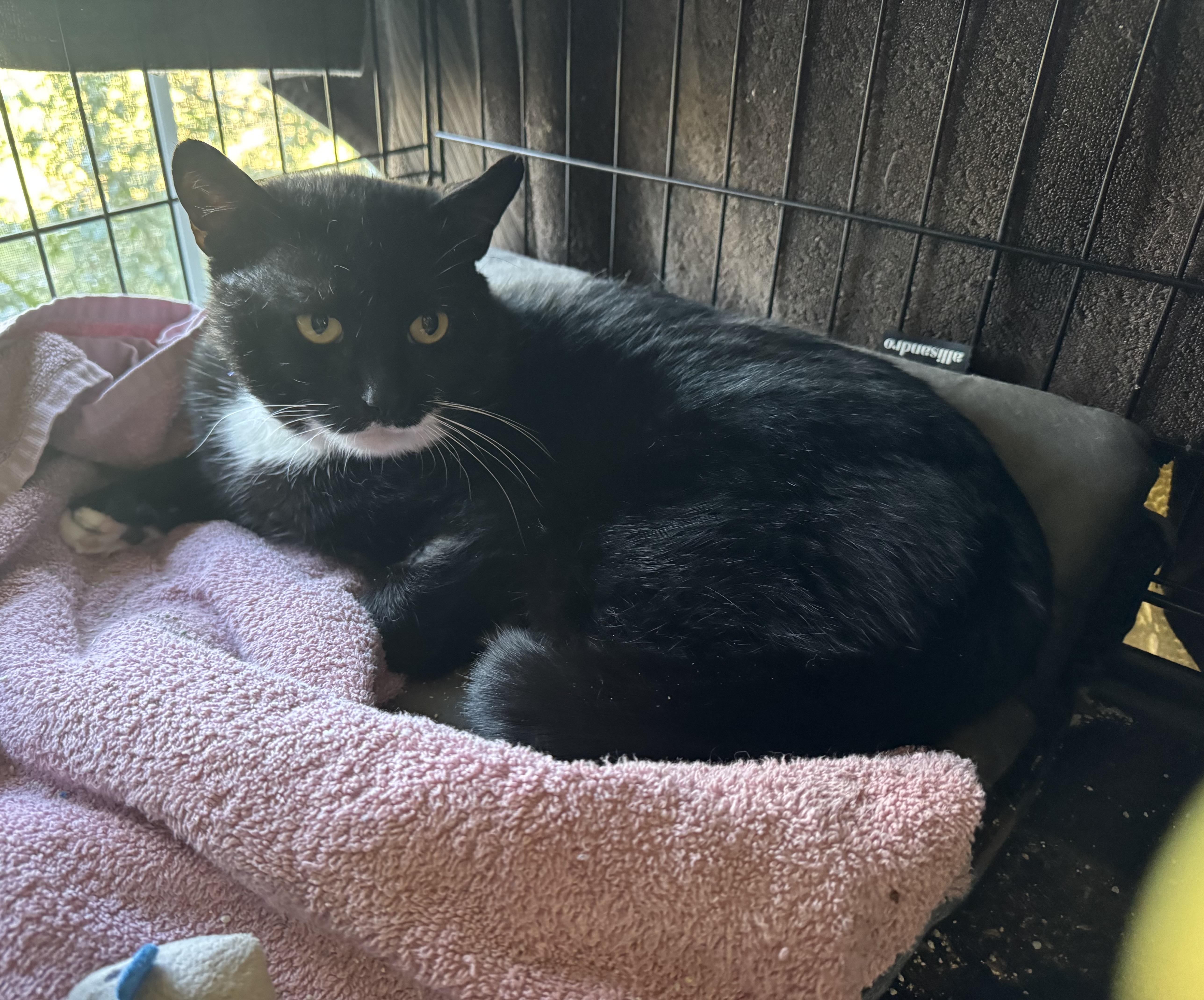 Enlarge Linden-barn, spirit cat, a ADOPTABLE Domestic Short Hair in Beverly, MA image 2/4