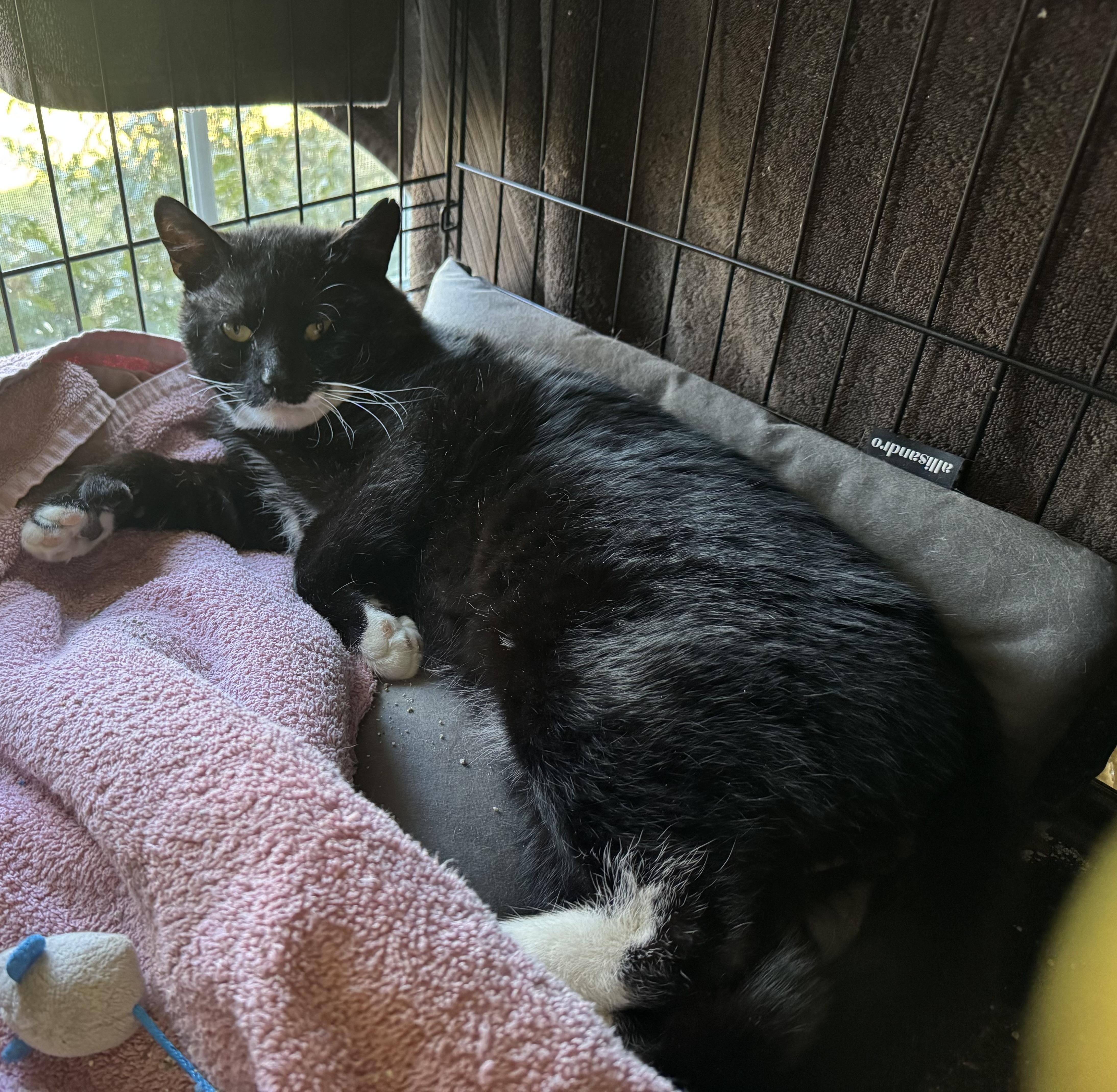 Enlarge Linden-barn, spirit cat, a ADOPTABLE Domestic Short Hair in Beverly, MA image 1/4