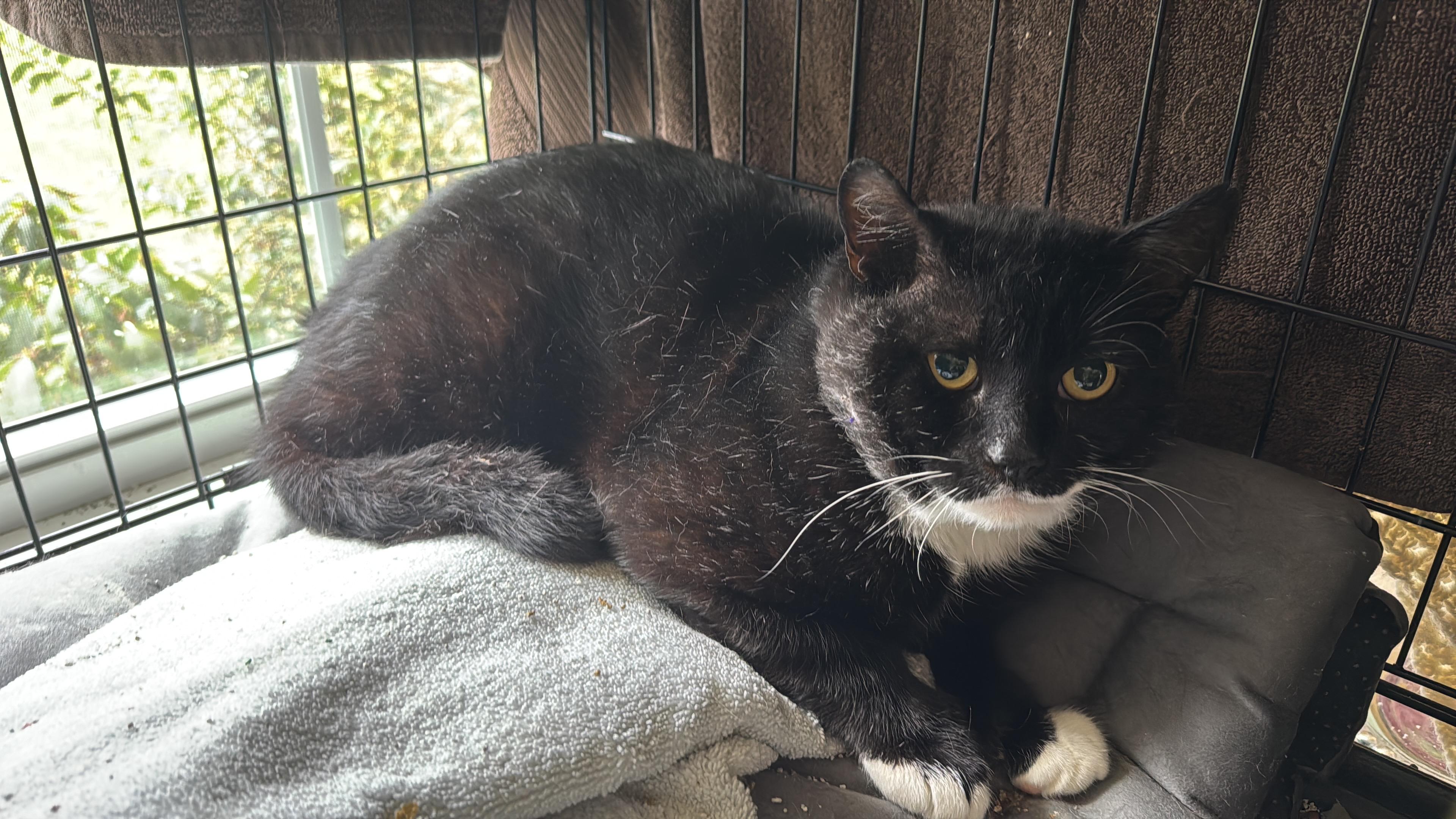 Enlarge Linden-barn, spirit cat, a ADOPTABLE Domestic Short Hair in Beverly, MA image 4/4