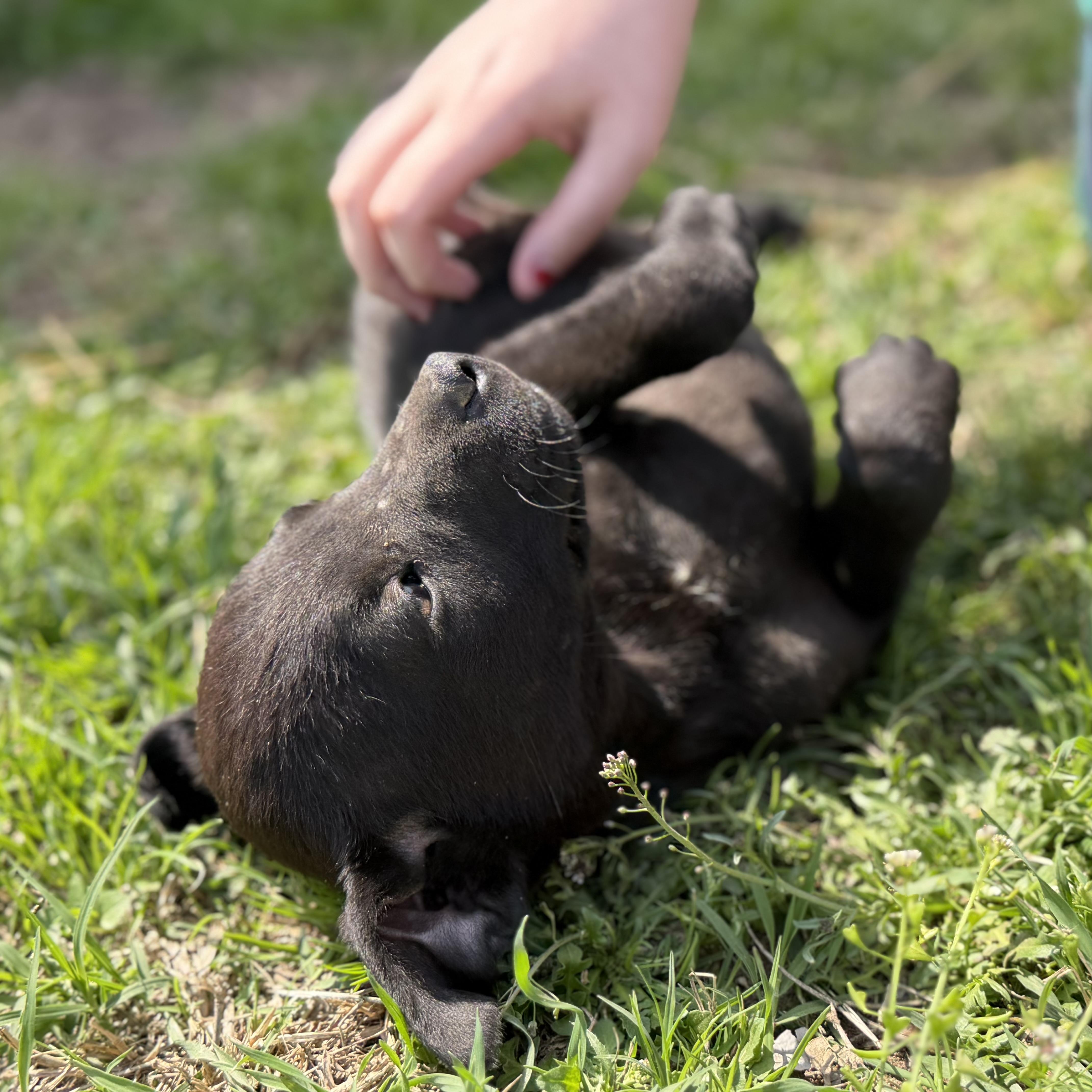 Scorpio — thumbnail 3