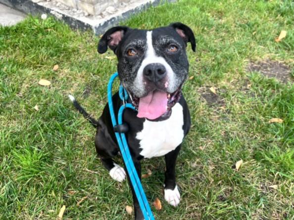 RUBY, Adoptable, Senior Female Boxer.